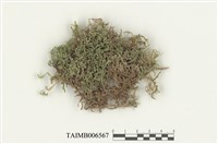 藏品(柏狀灰苔)的圖片